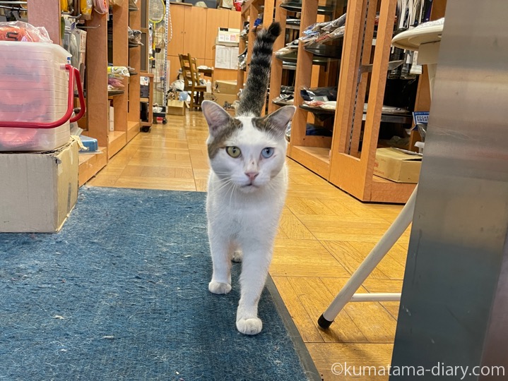 オッドアイのキジトラ白猫さん