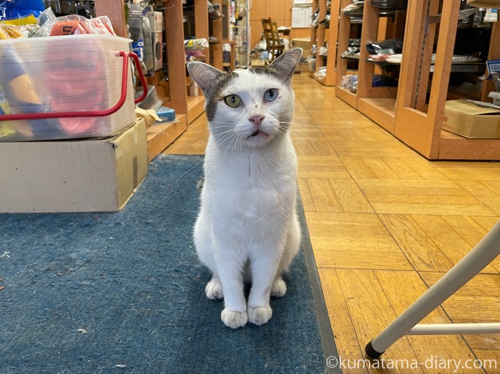 オッドアイのキジトラ白猫さん