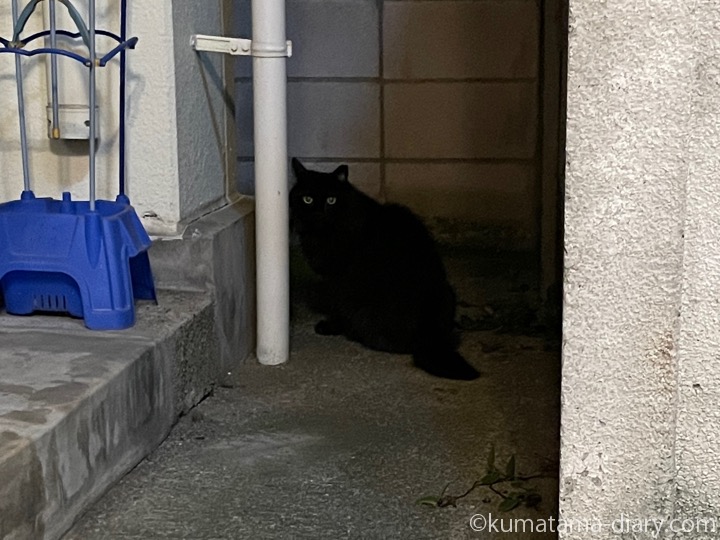 長毛黒猫さん