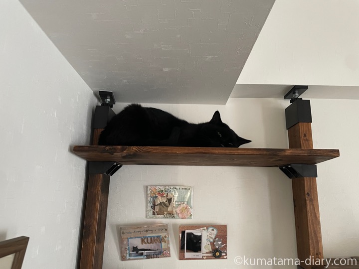 キャットウォークふみお