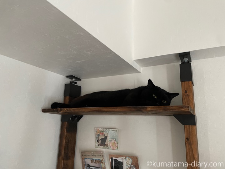 キャットウォークふみお
