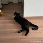 スマホにスリスリする黒猫