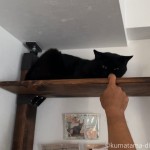 彼の指をクンクンする猫