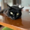 テーブルふみお