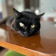 テーブルふみお