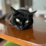 カリモク60のダイニングテーブルで寝そべる猫