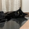玄関ふみお