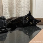 玄関で寝そべる猫