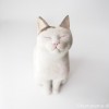 白黒猫さん木彫り猫