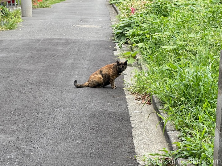 サビ猫さん