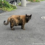 可愛いサビ猫さん