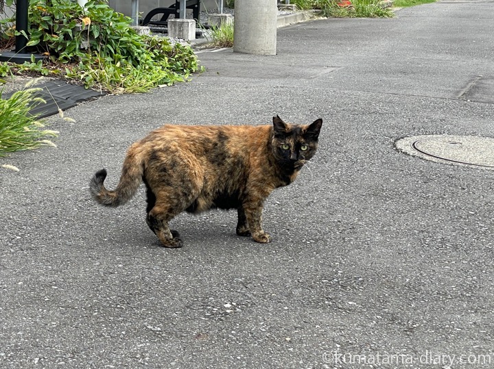サビ猫さん