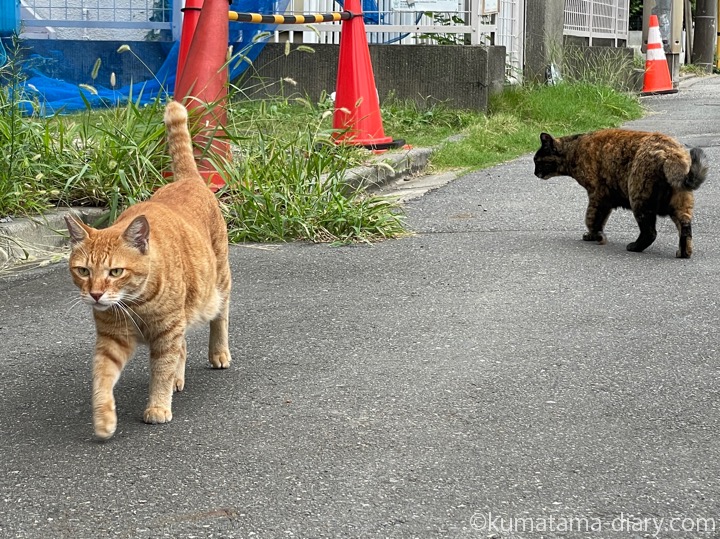 茶トラ猫さんとサビ猫さん