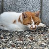茶トラ猫さん