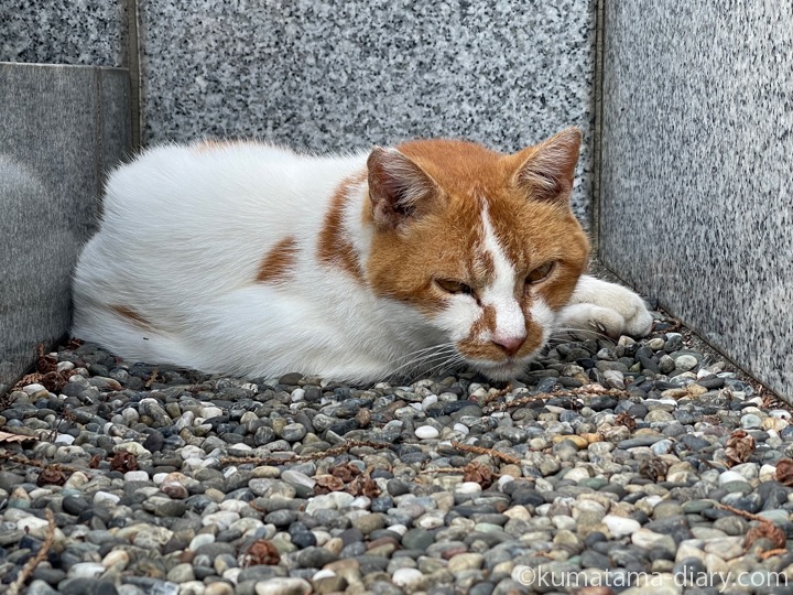 茶トラ猫さん