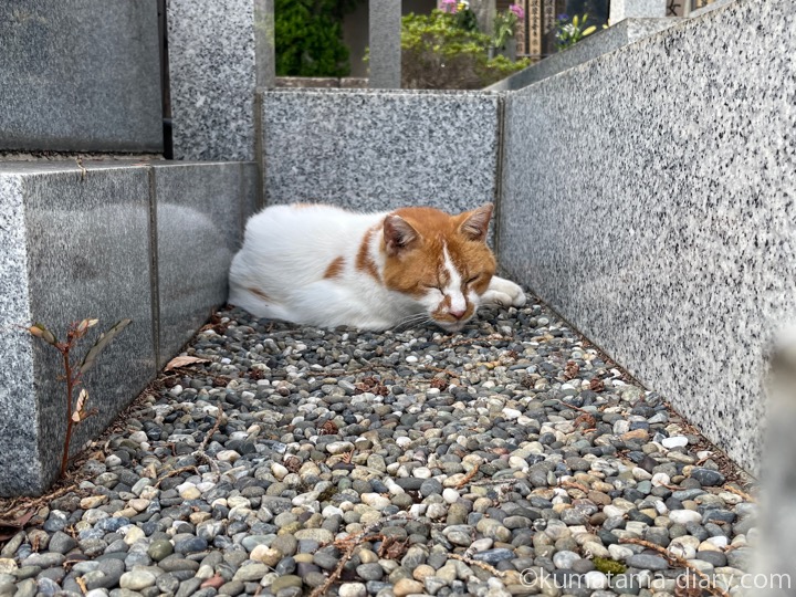 茶トラ猫さん
