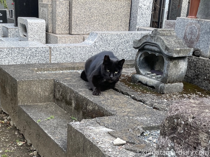 黒猫さん