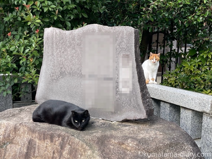 黒猫さんと茶トラ白猫さん