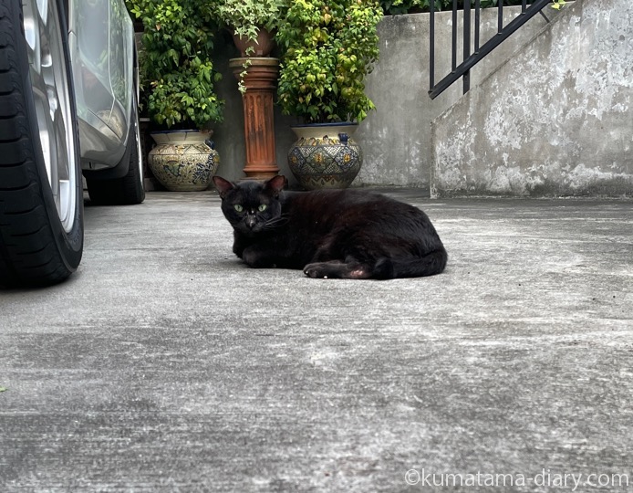 黒猫さん