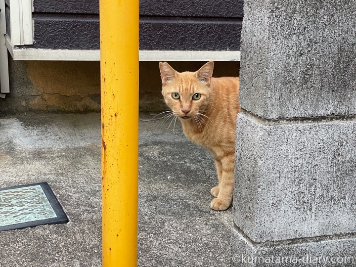 茶トラ猫さん