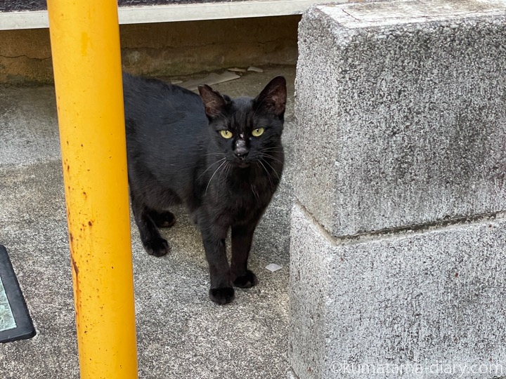 黒猫さん