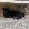 黒猫さん