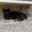 黒猫さん