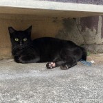 ひょっこり現れた猫さん