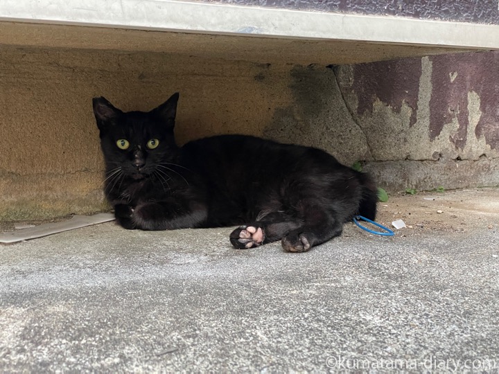 黒猫さん