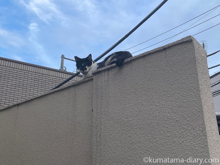 黒白猫さん