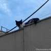 黒白猫さん