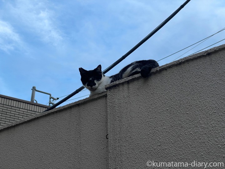 黒白猫さん