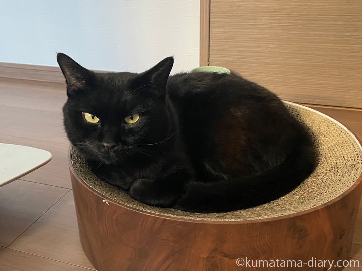 バリバリボウルふみお