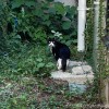 黒白猫さん