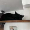 キャットウォークふみお