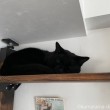 キャットウォークふみお