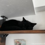 キャットウォークで耐える猫