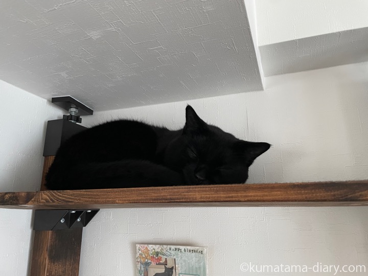 キャットウォークふみお