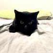 ふみお
