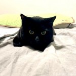 猫じゃらしに飛びかかる猫