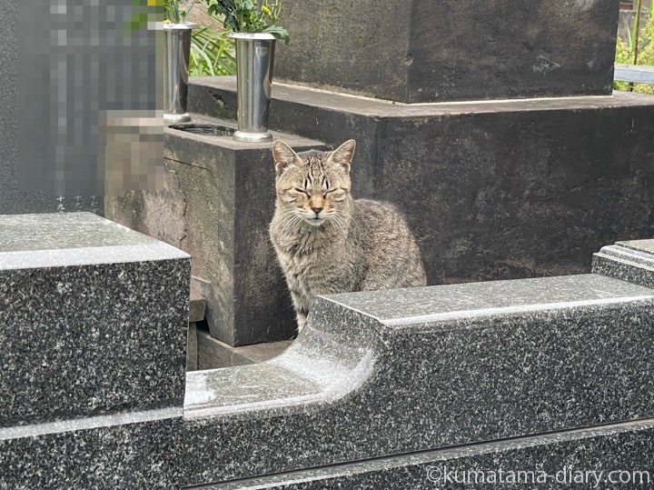 キジトラ猫さん