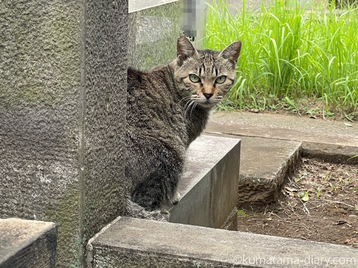 キジトラ猫さん