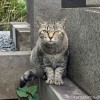 キジトラ猫さん