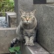 キジトラ猫さん