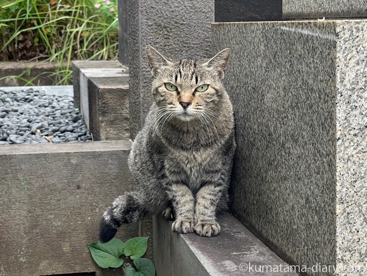 キジトラ猫さん