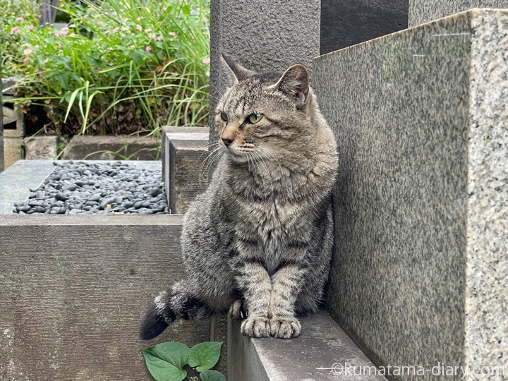 キジトラ猫さん