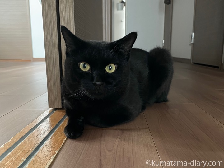 ふみお