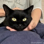 「くまもとろけるふとん」から出てこない猫