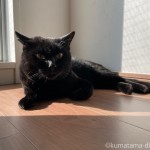 ひなたでグルーミングする猫