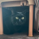 シッターさんに唸る猫